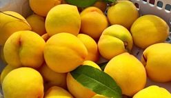 Yellow Peach