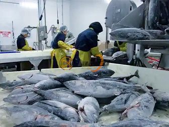Canned Tuna Production Line