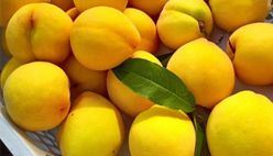 Yellow Peach