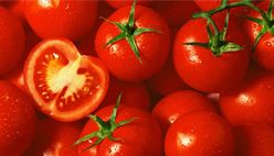 Tomato