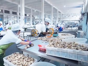 Canned Mushroom Production Line