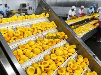 Peach Canning Production Line