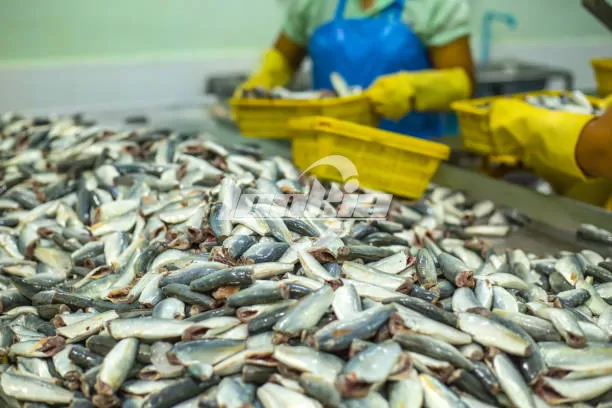 How to Start a Canned Fish Production Line Business?