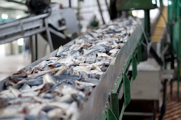 fish processing plant