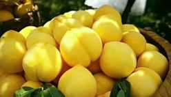 Yellow Peach