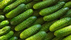 Cucumber