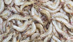 Shrimp