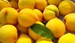 Yellow Peach