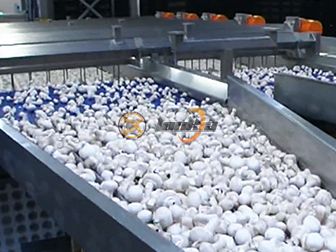 Canned Mushroom Production Line