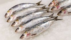 Sardine