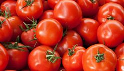 Tomato