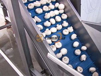 Canned Mushroom Production Line