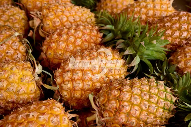 Pineapple plant