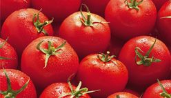 Tomato