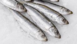 Sardine