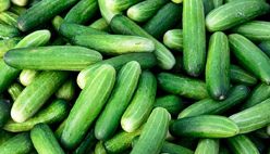 Cucumber