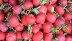 Beet
