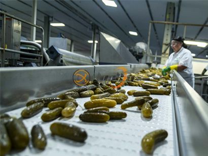Looking to Upgrade Your Cucumber Canning Line?