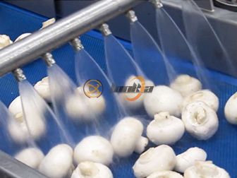 Canned Mushroom Production Line